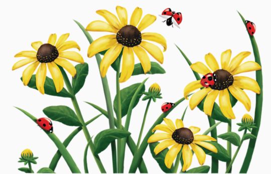 Black-Eyed Susan