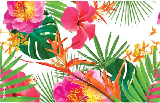 Tropical Hibiscus Photo