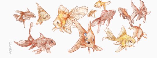 Here Fishy Fishy