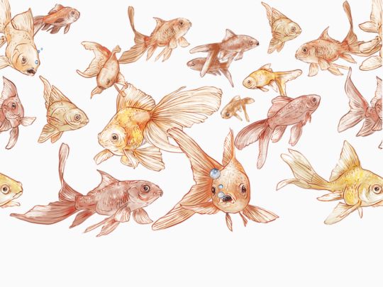 Here Fishy Fishy