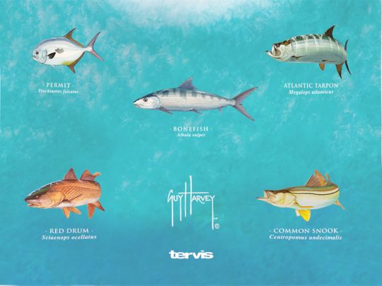 Guy Harvey® - Charts 2.0