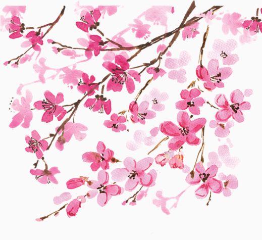 Japanese Cherry Blossom