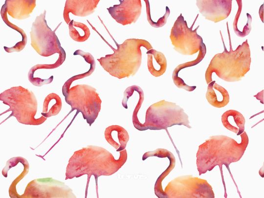 Flamingo Splash