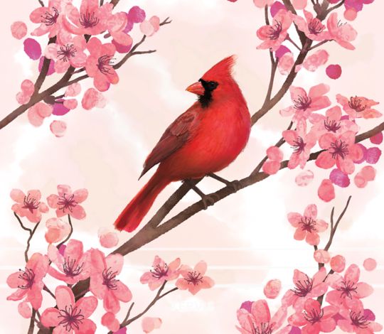 Sakura Cardinal