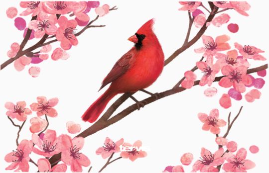 Sakura Cardinal