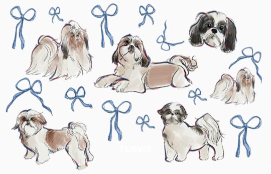 Dogs - Shih-Tzu All Over