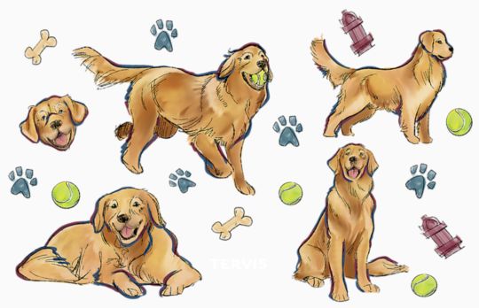Dogs - Golden Retriever All Over