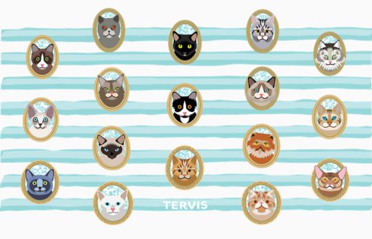 Cat Portraits